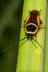 Pseudomops neglectus