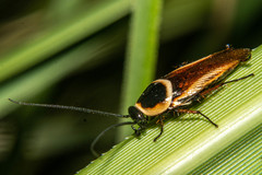 Pseudomops neglectus