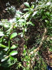 Citrus australasica