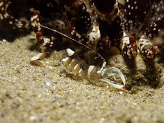 Ancylomenes magnificus