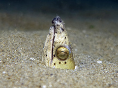 Ophichthus altipennis