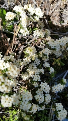 Pimelea oreophila