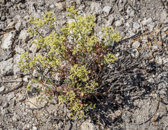 Eriogonum microtheca ambiguum