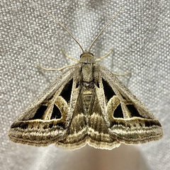 Callistege diagonalis