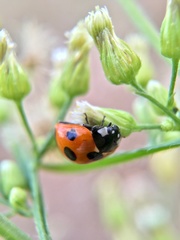 Coccinella septempunctata