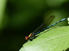 Argia joergenseni