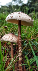 Macrolepiota colombiana