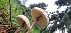 Macrolepiota colombiana