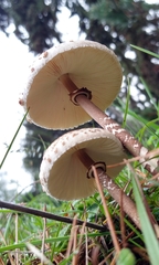 Macrolepiota colombiana