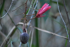 Passiflora speciosa