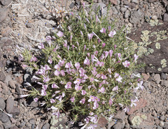 Linanthus pungens