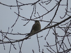 Falco sparverius