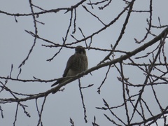 Falco sparverius