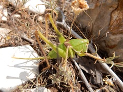 Pediodectes haldemanii