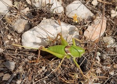 Pediodectes haldemanii