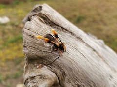 Callisphyris macropus