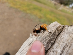 Callisphyris macropus