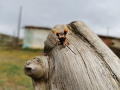 Callisphyris macropus
