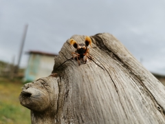 Callisphyris macropus