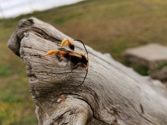 Callisphyris macropus