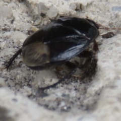Macroscytus