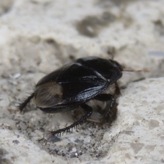 Macroscytus