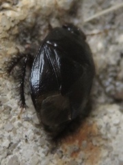 Macroscytus