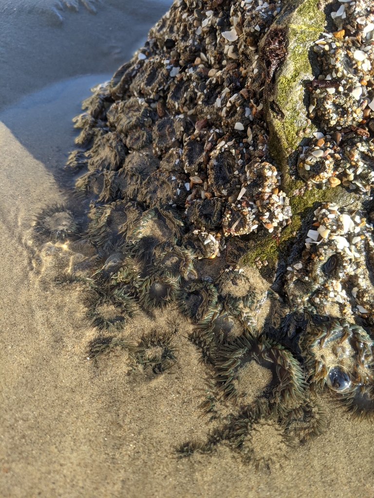 Aggregating Anemone from West Mesa, Santa Barbara, CA 93109, USA on