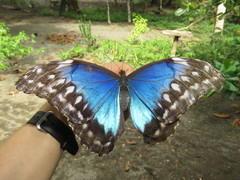 Morpho menelaus amathonte