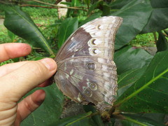 Morpho menelaus amathonte