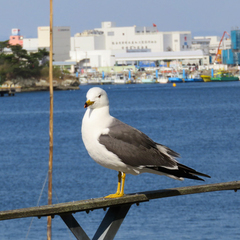 Larus crassirostris