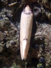 Atalopsis