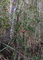 Passiflora speciosa
