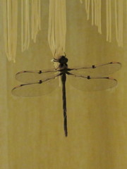 Telephlebia godeffroyi