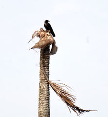 Corvus splendens