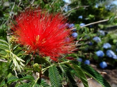 Calliandra tweediei