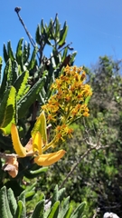 Acrisione denticulata