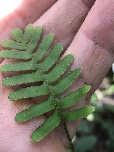 Pleopeltis polypodioides image