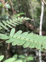 Pleopeltis polypodioides image