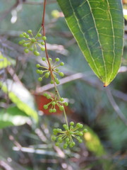 Smilax glyciphylla