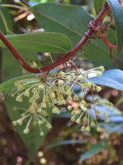 Smilax glyciphylla