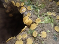 Ramsbottomia crechqueraultii