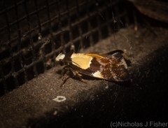 Placocosma hephaestea