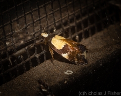 Placocosma hephaestea