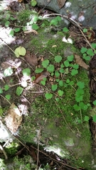 Brachyglottis sciadophila