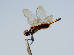 Tramea darwini