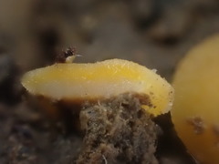 Ramsbottomia crechqueraultii