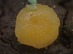 Ramsbottomia crechqueraultii