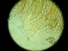 Ramsbottomia crechqueraultii