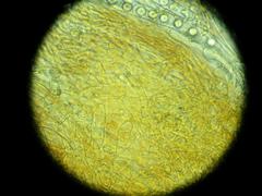 Ramsbottomia crechqueraultii